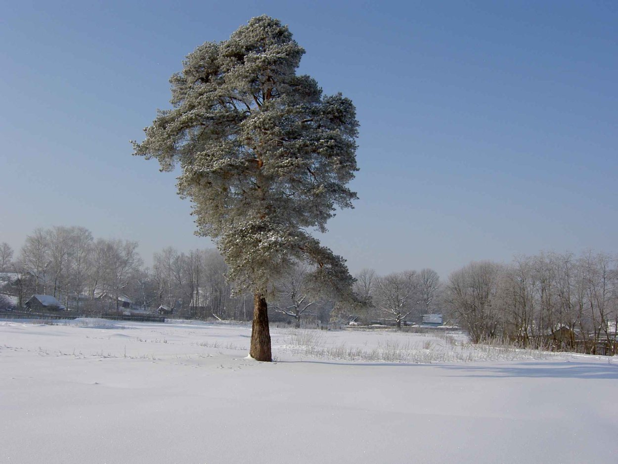 Сосновый лес и поле