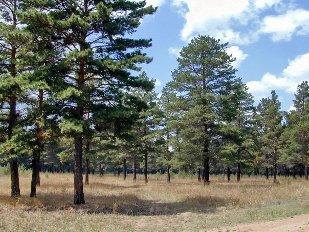 Старая сосна на скале, Saxon, Швейцария