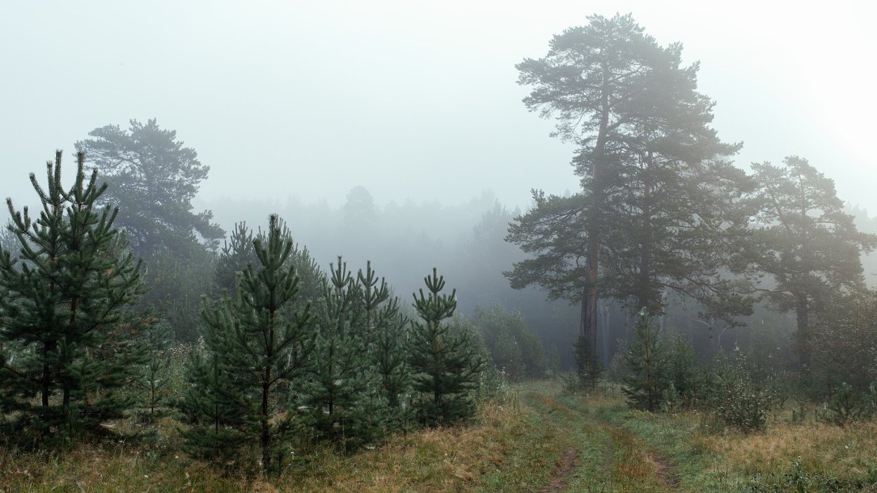 Заповедник Денежкин камень фауна