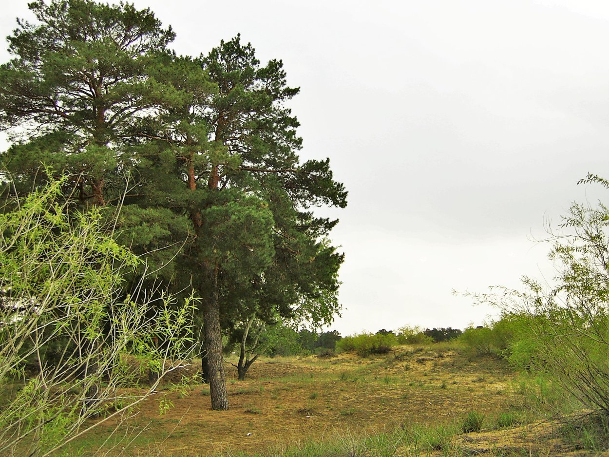 Сосна Станкевича ай Петри