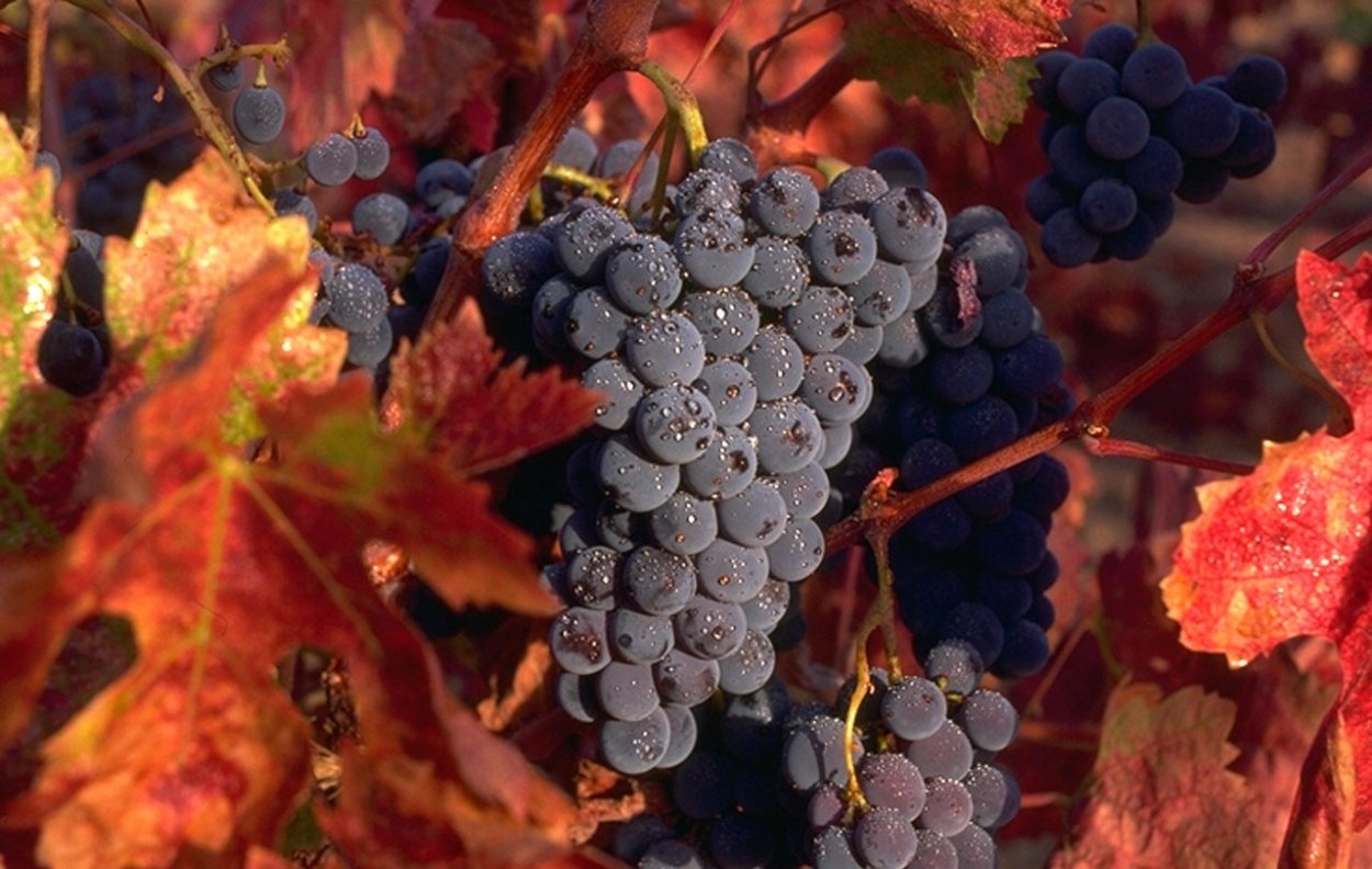 Виноград Антеп Карасы