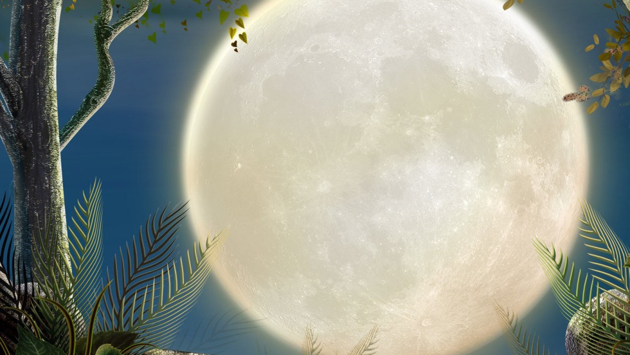 Дерево на фоне Луны