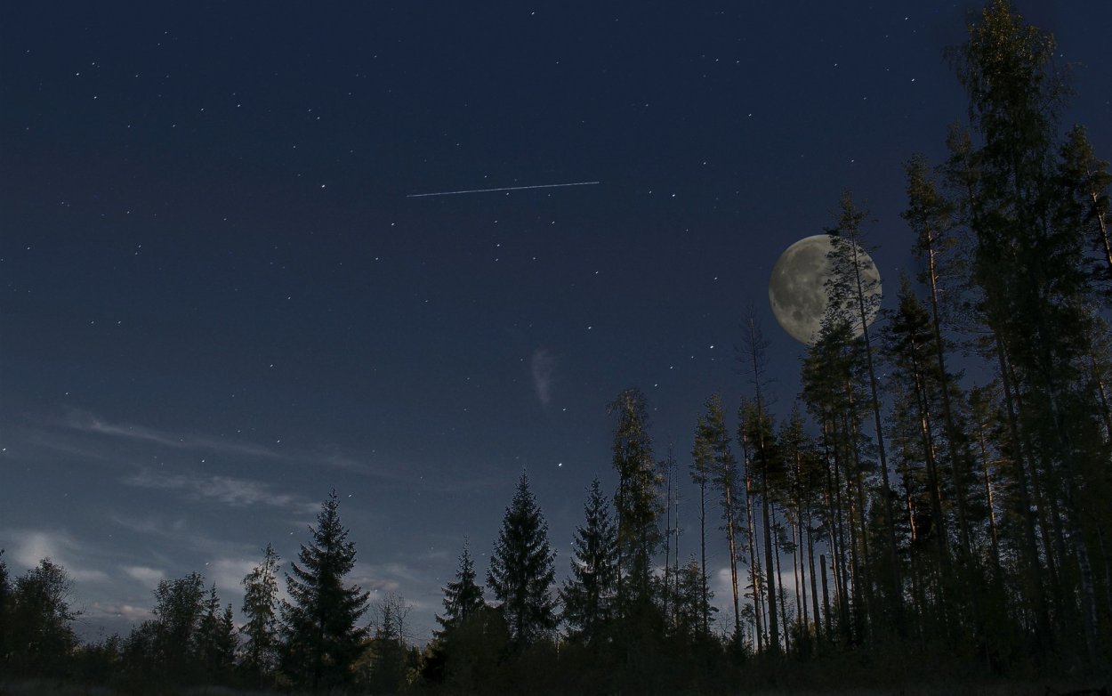 Лес небо Луна