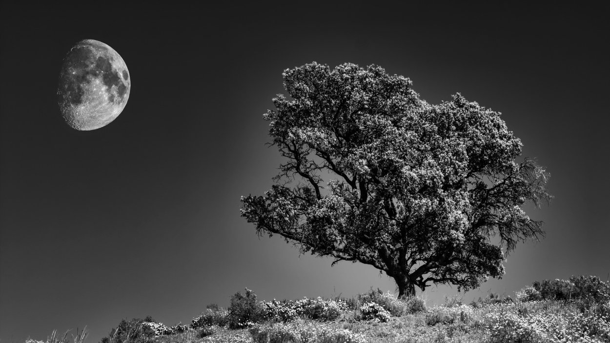 Луна в лесу