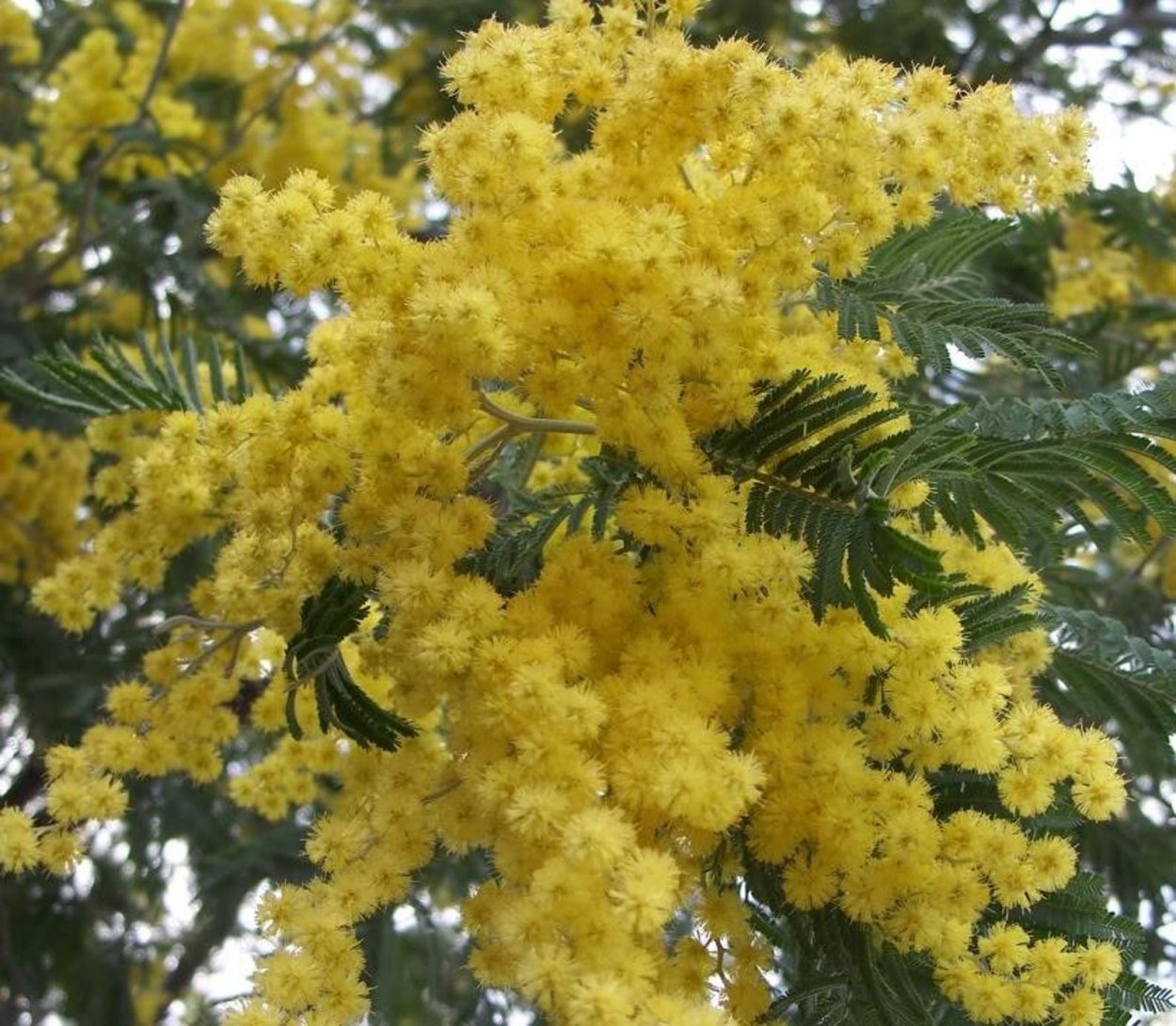 Мимоза дерево