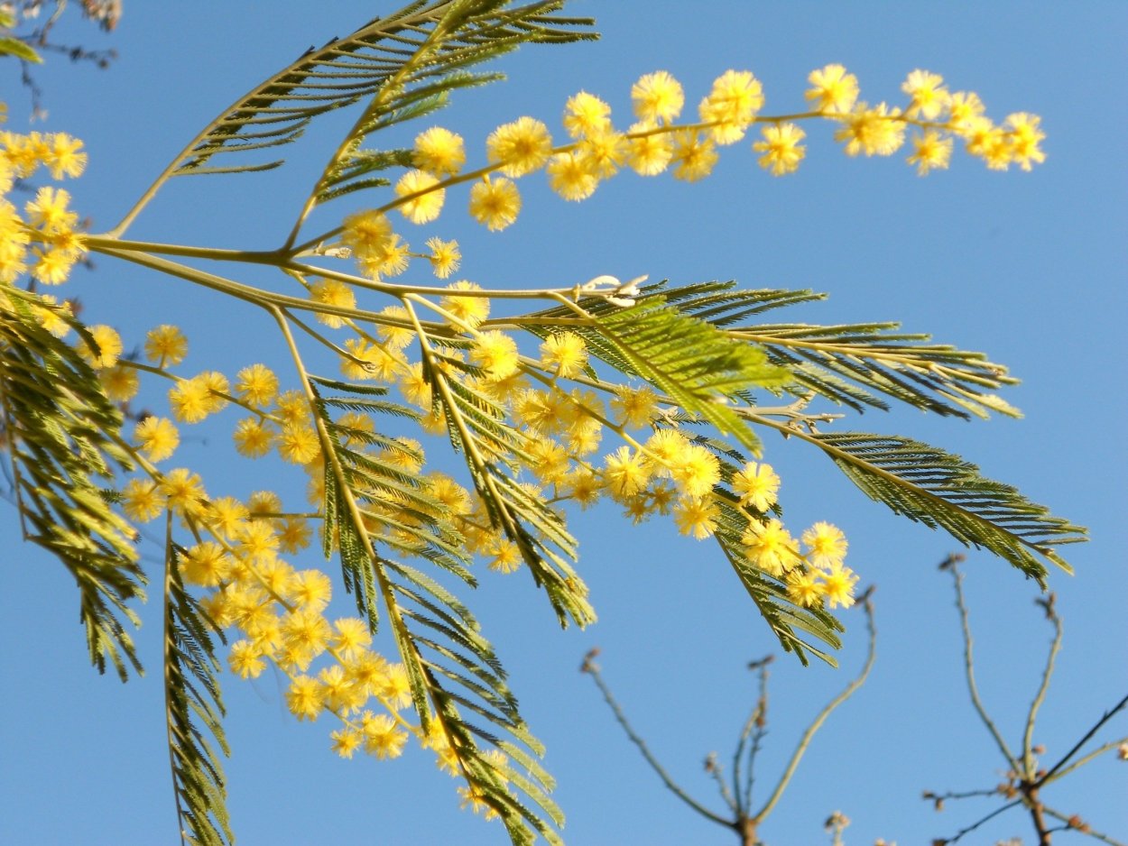 Акация baileyana-Акация Wattle