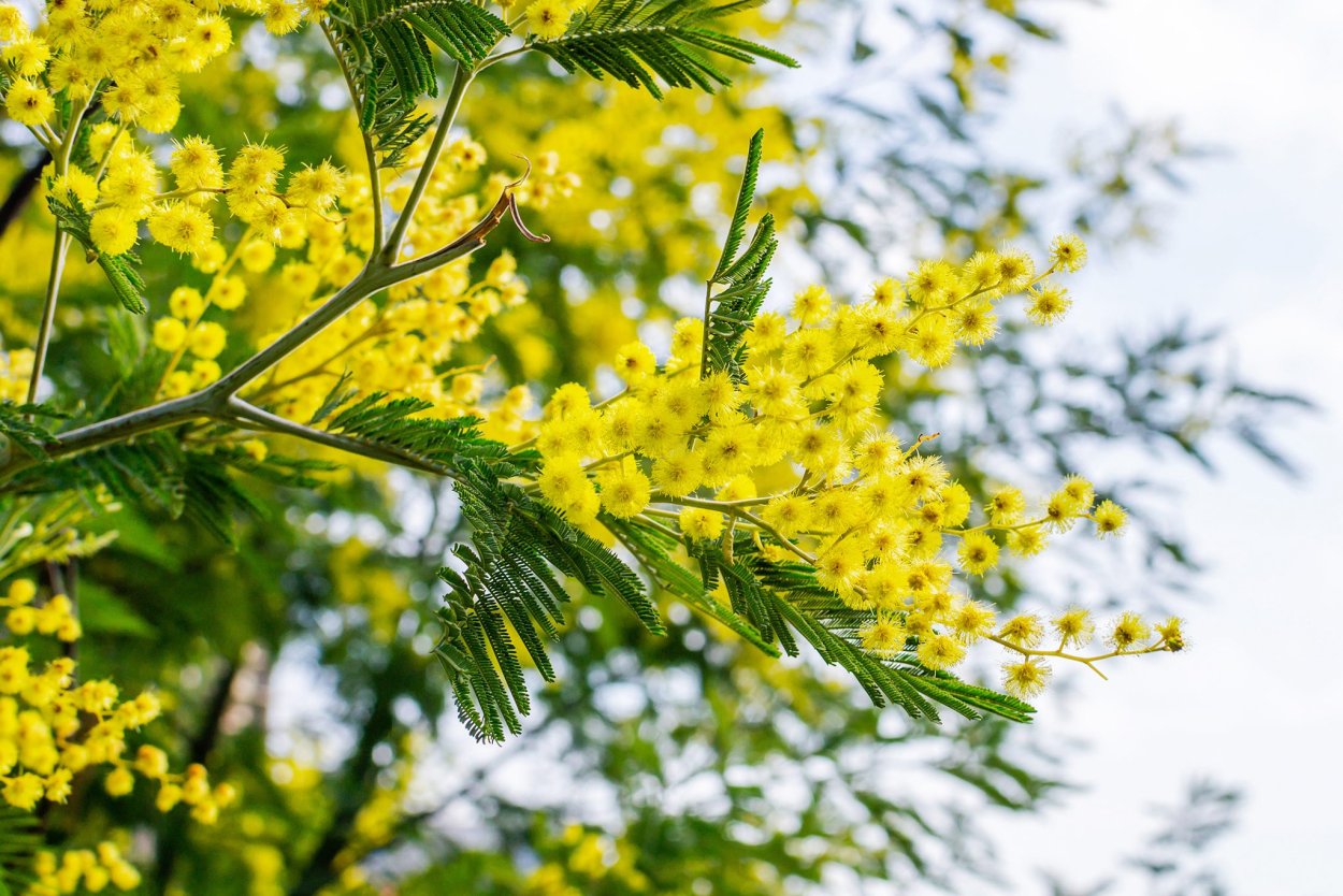Золотая Мимоза Acacia baileyana