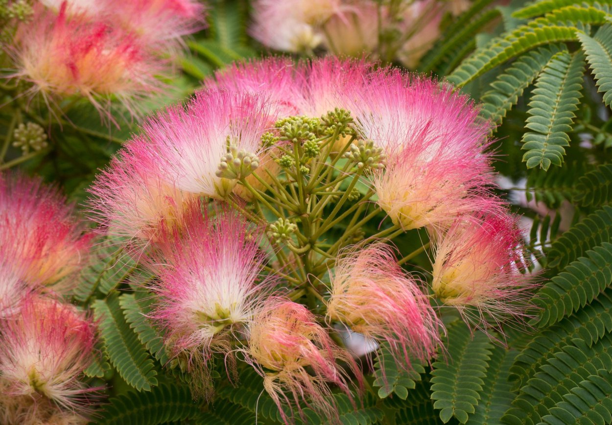 Абхазия цветение мимозы в Абхазии