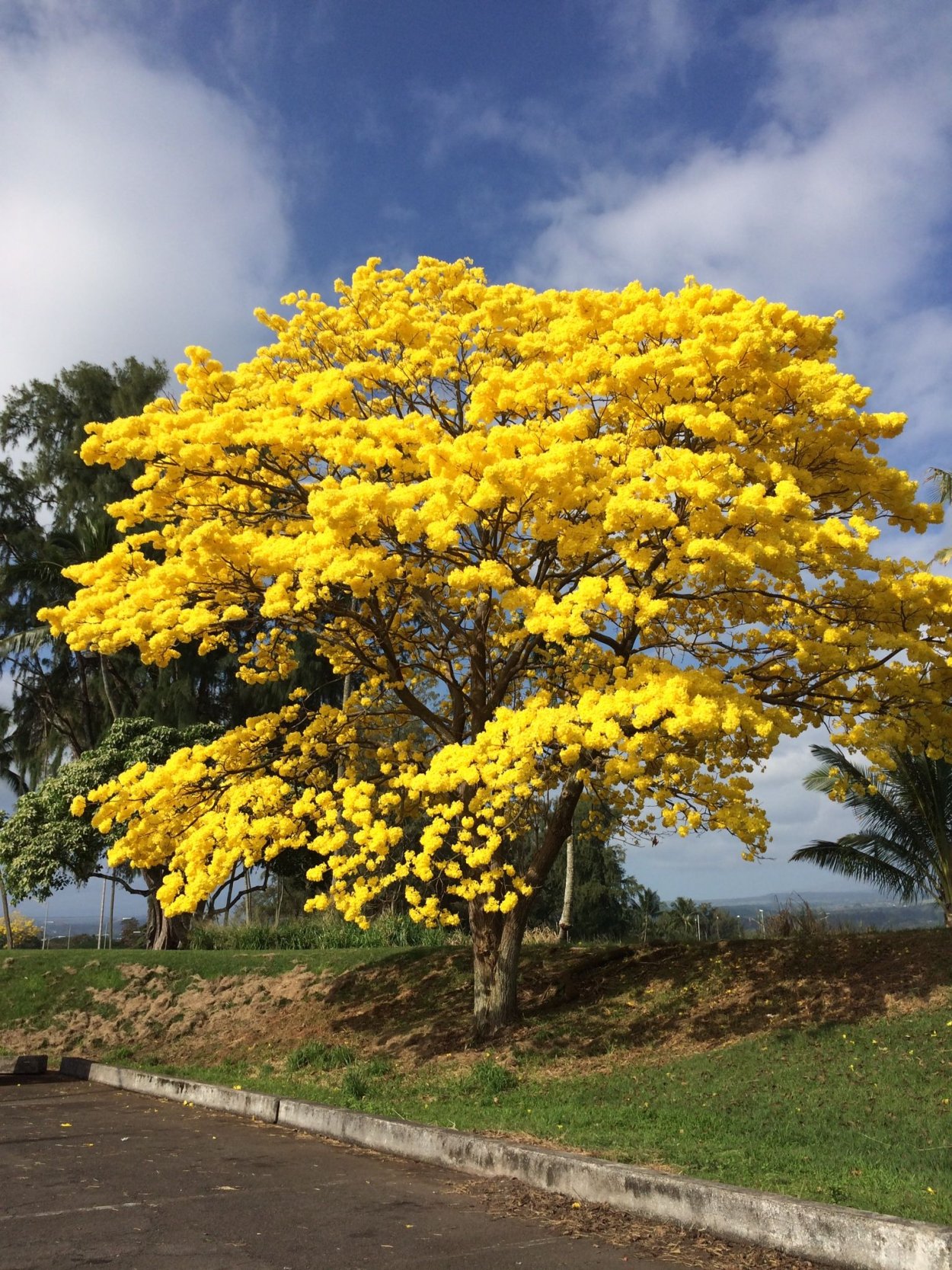 Акация Альбиция