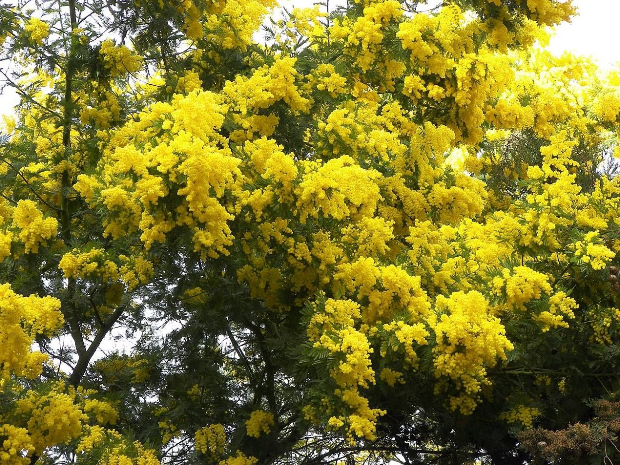 Кокаиновый куст, Мимоза хостилис,