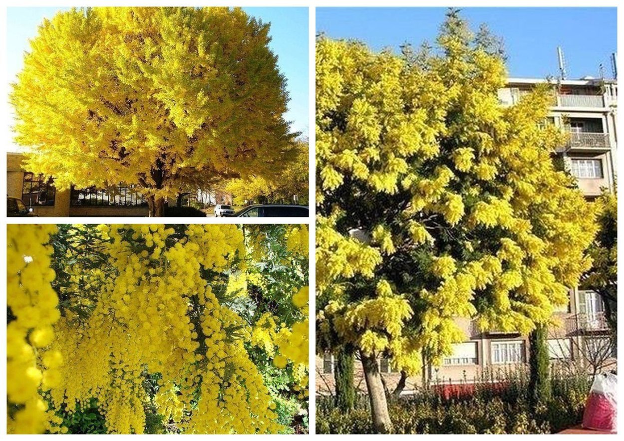 Acacia dealbata (Акация)