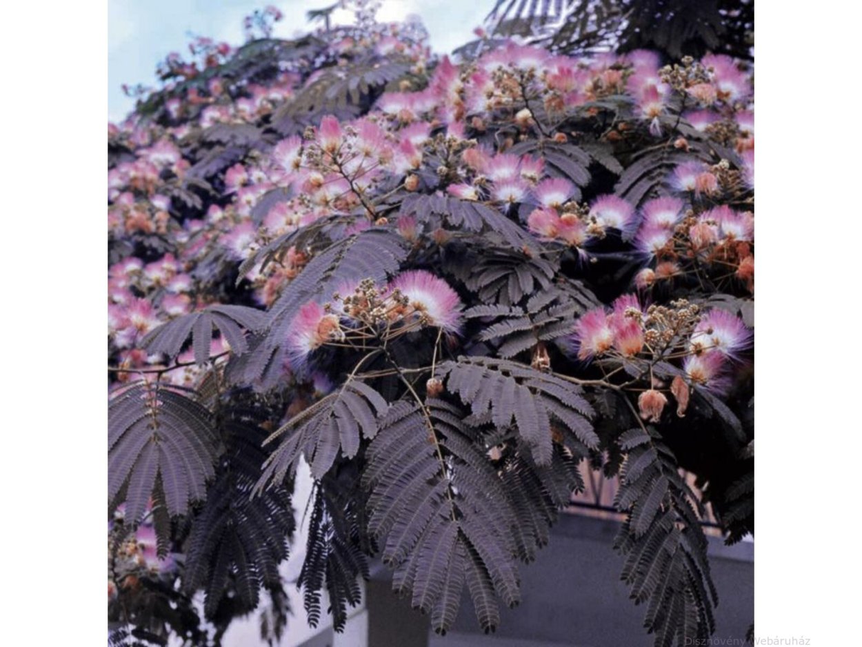 Золотая Акация Австралии