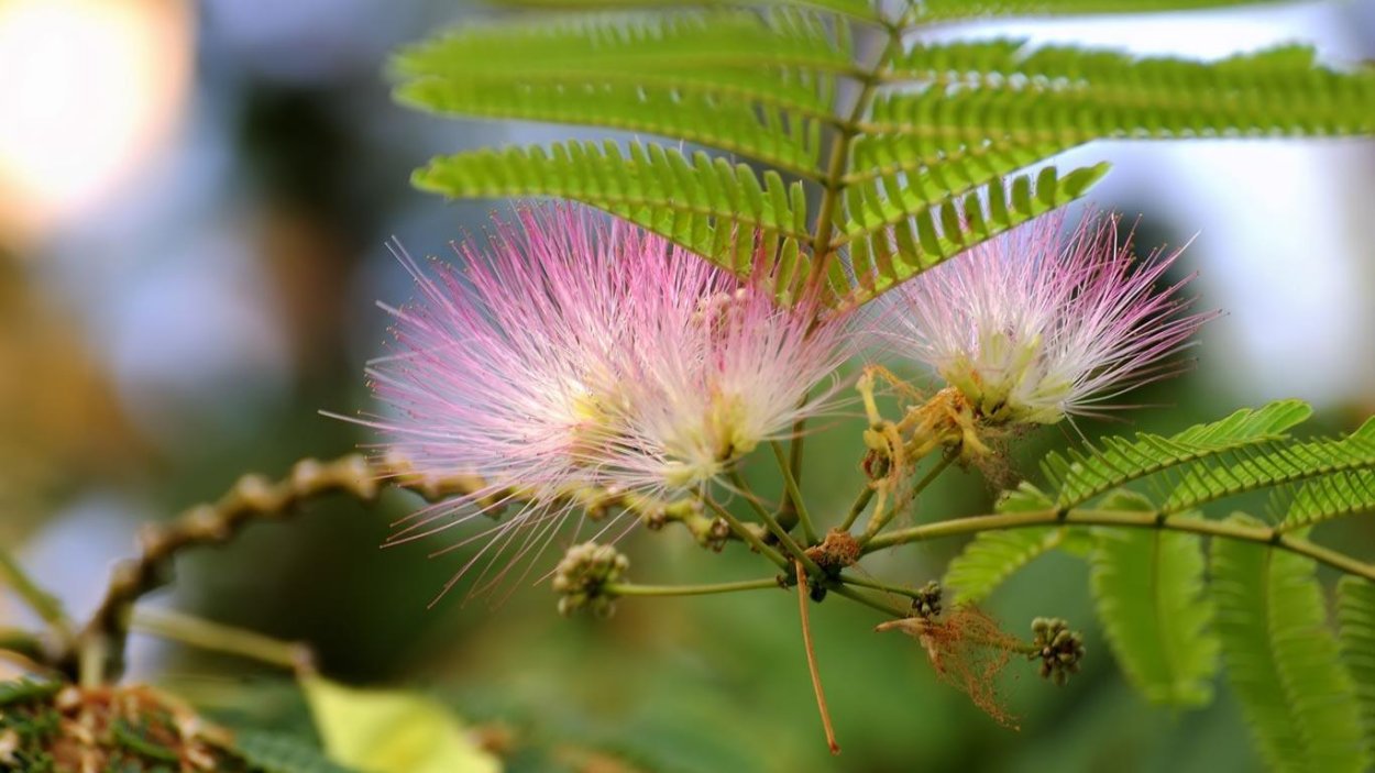 Мимоза стыдливая дерево