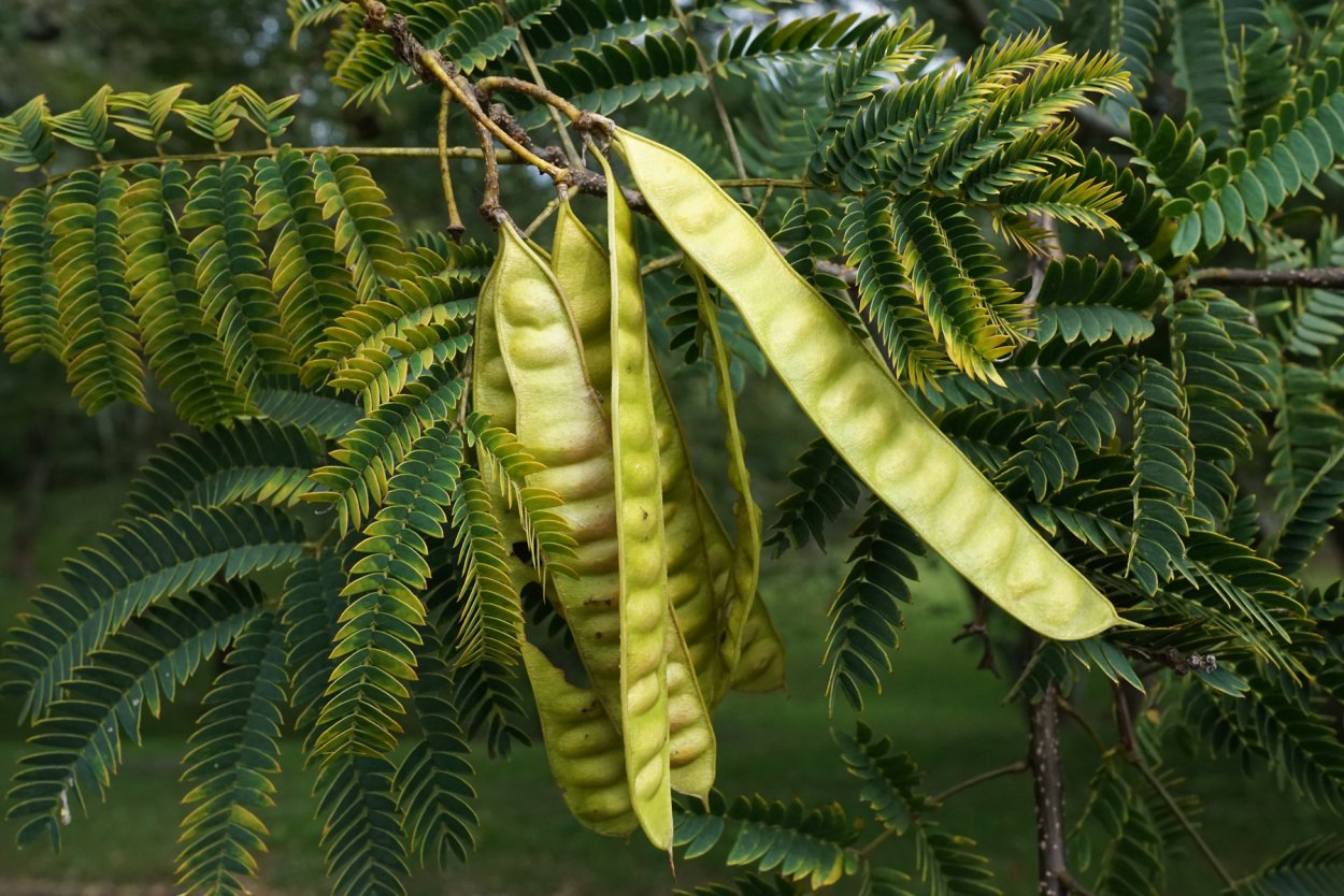 Мимоза хостилис