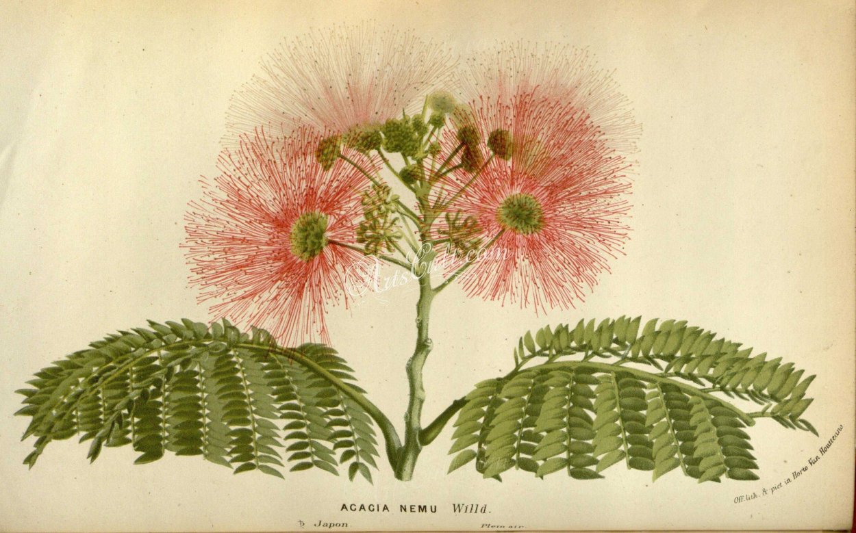 Кассия бонсай