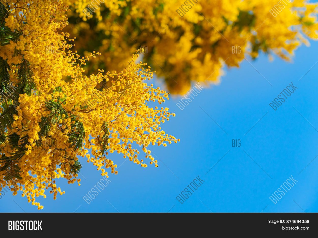 Альбиция Джулибриссин саммер шоколад