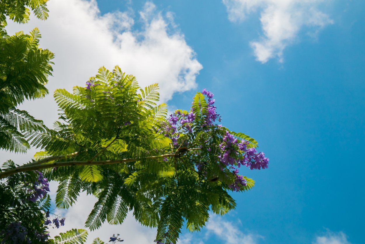 Мимоза набережная Сочи