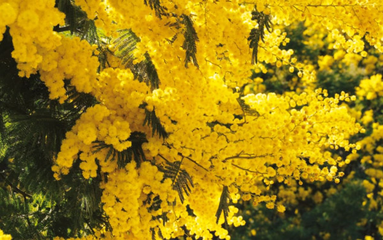 Акация Мимоза