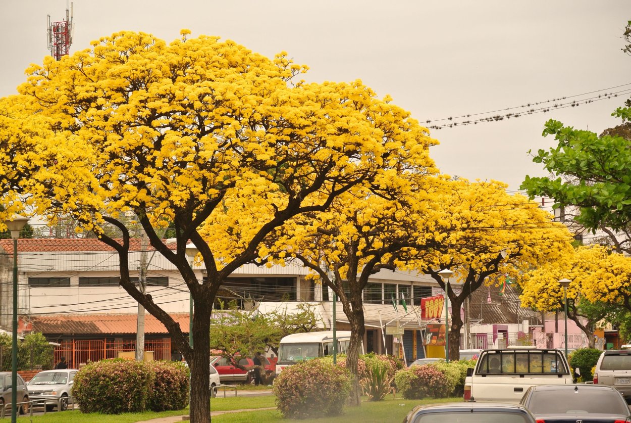 Акация густоцветковая