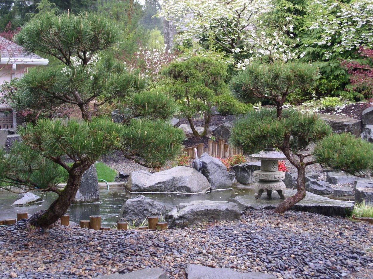 Рокарий с ниваки