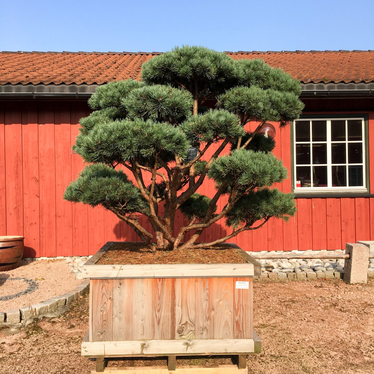 Лиственница японская ниваки