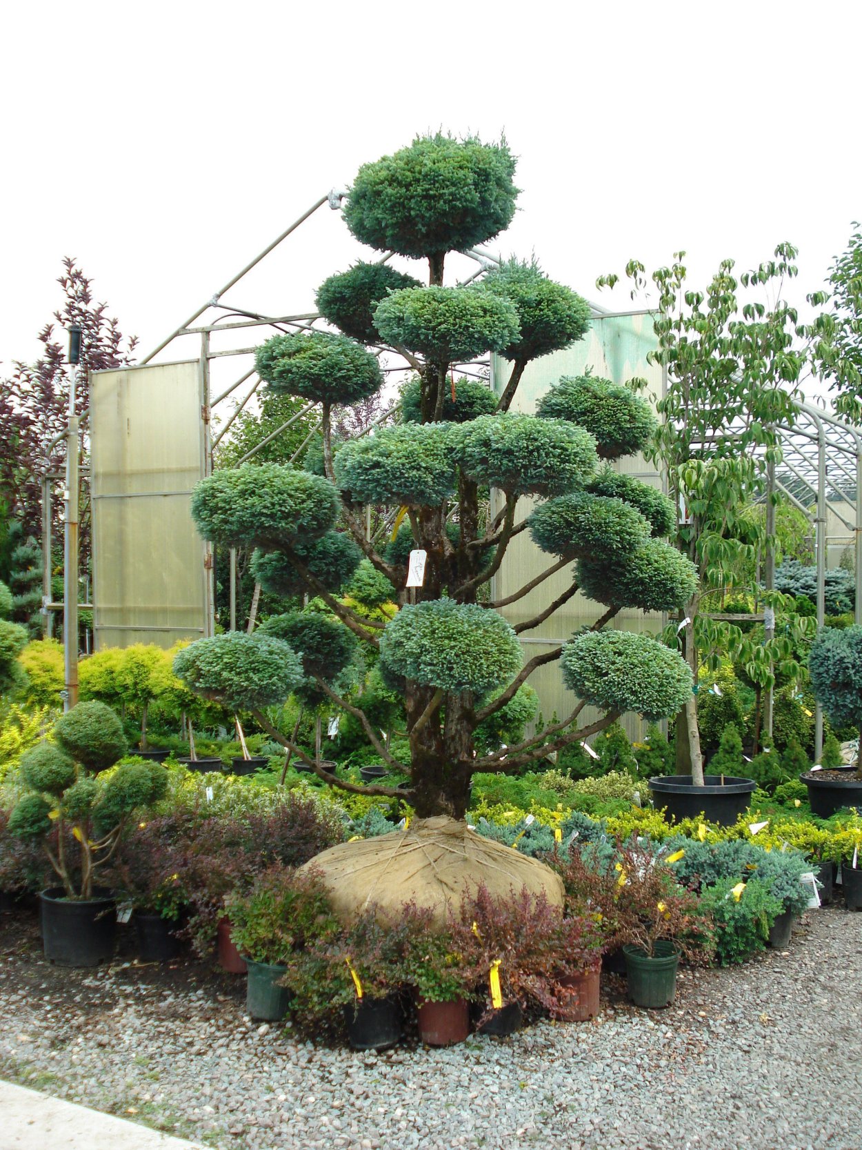 Ниваки Котобуки