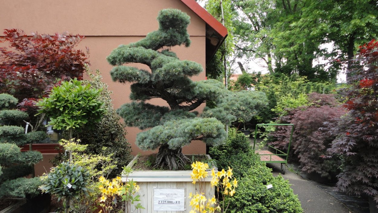 Сирень ниваки