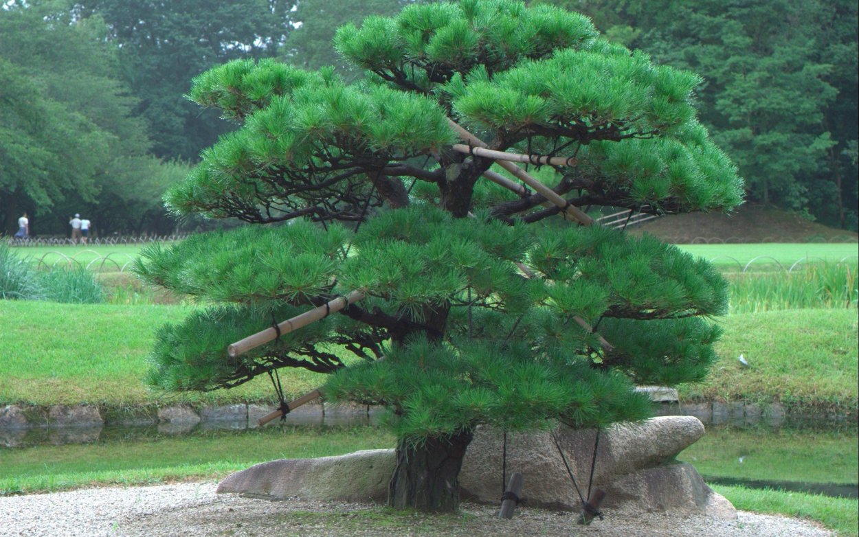 Сосна Горная бонсай ниваки