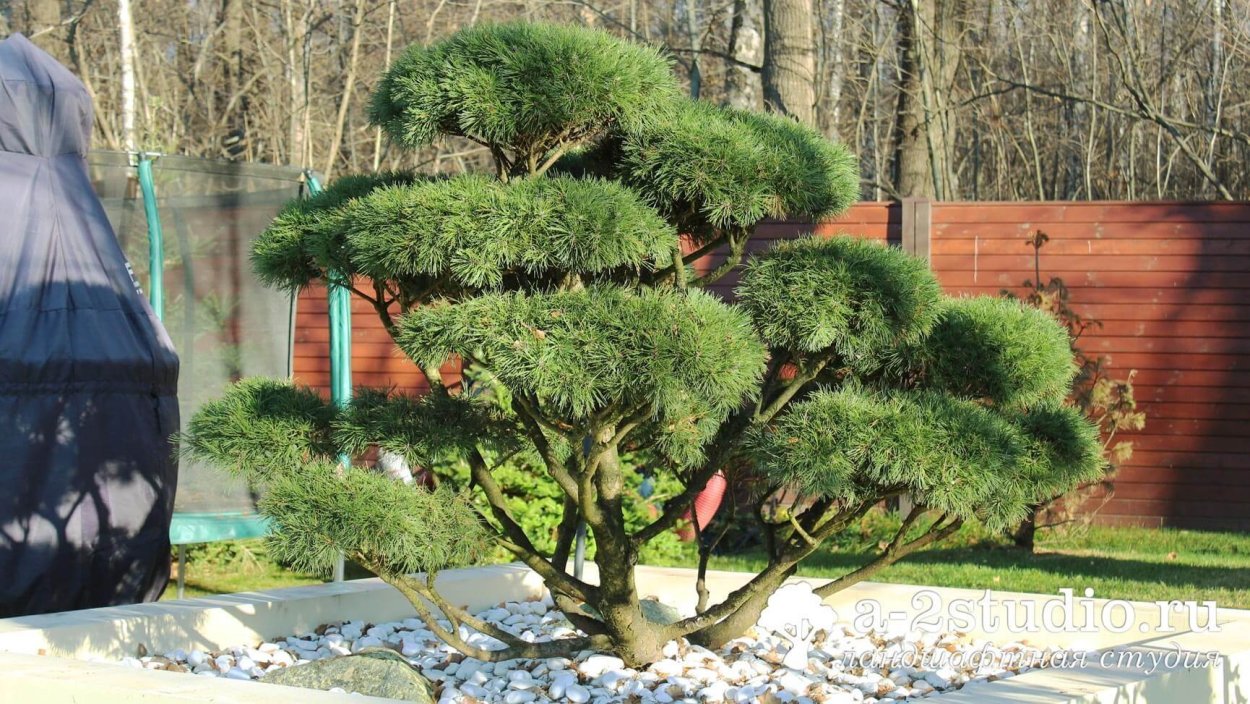 Бонсай ниваки