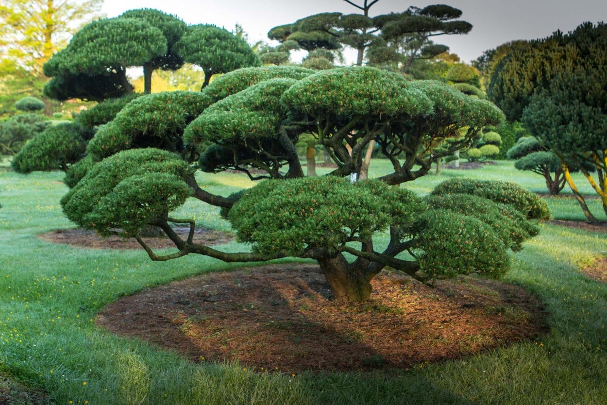 Ниваки в ландшафте