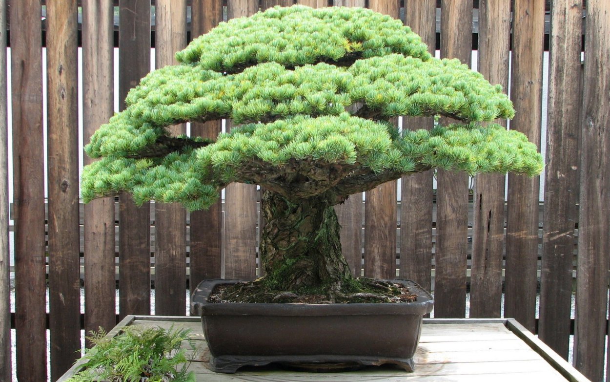 Дерево Pine Bonsai