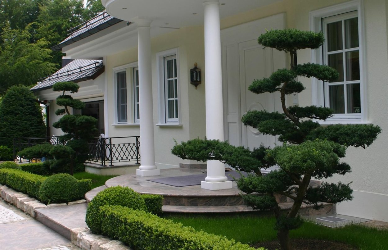 Сосна Горная ниваки