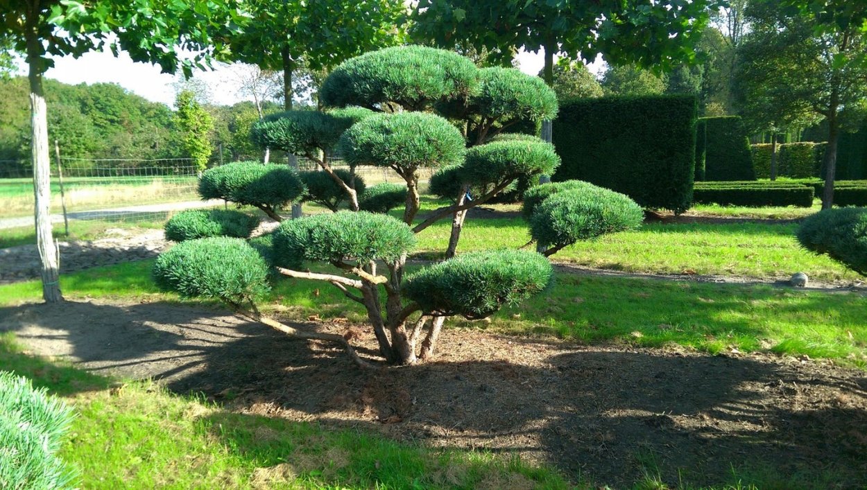 Бонсай ниваки сосна