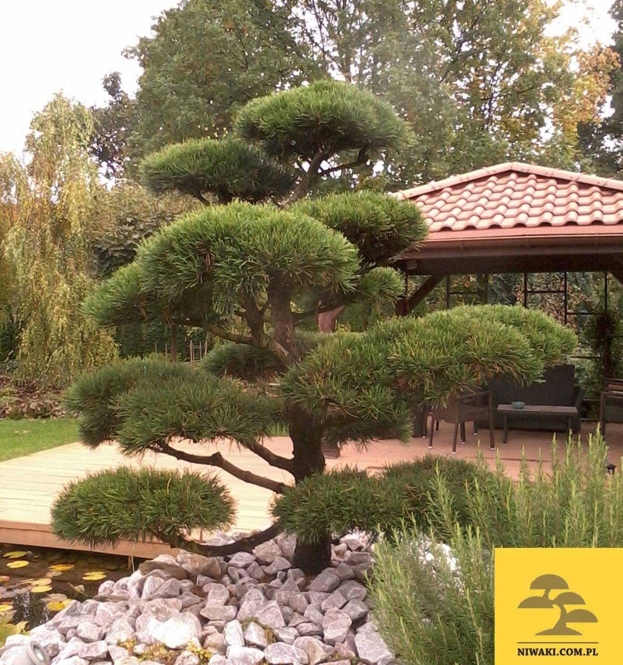 Сосна Горная Ватерери