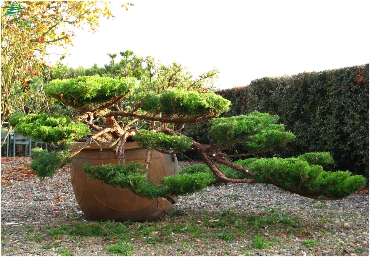 Рокарий сад бонсай Южная Корея