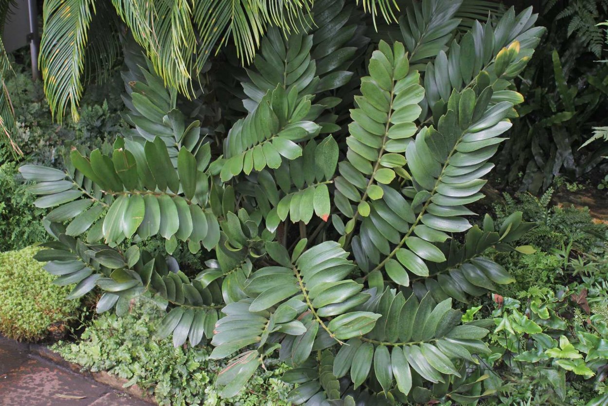 Замиокулькас Замия