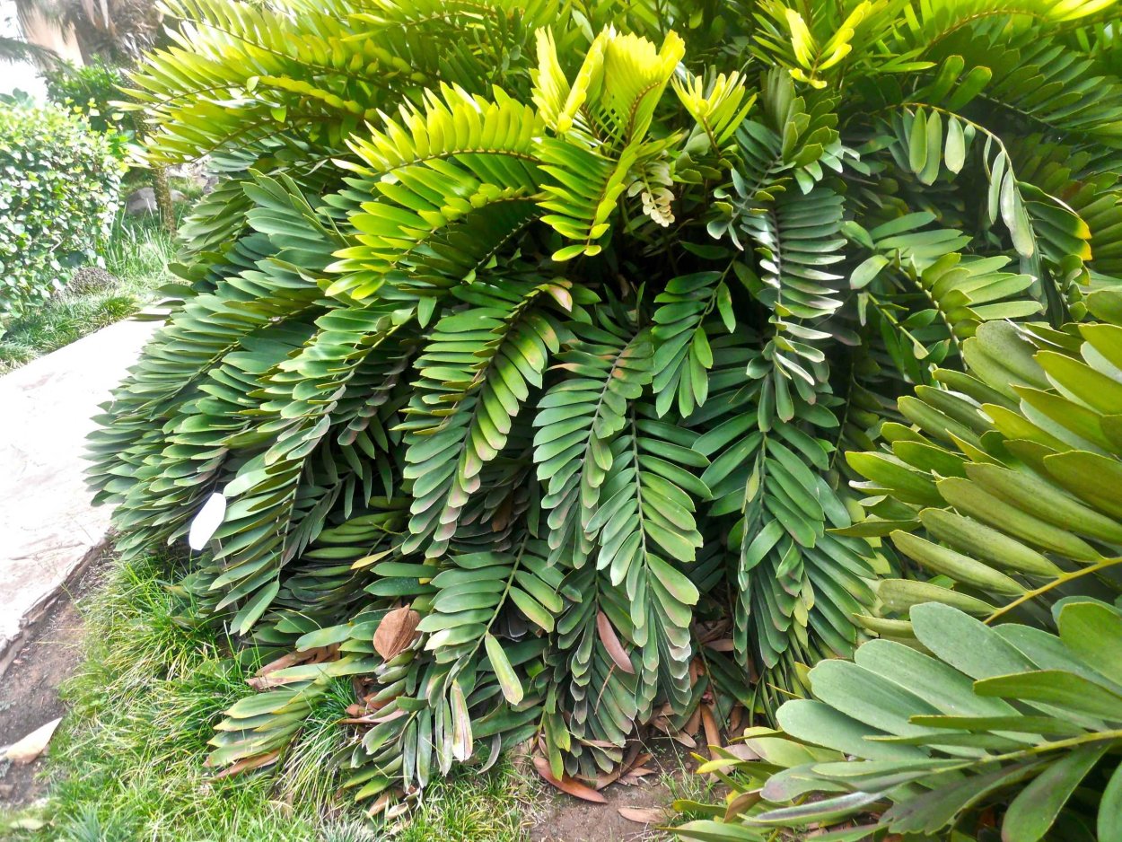 Zamia furfuracea