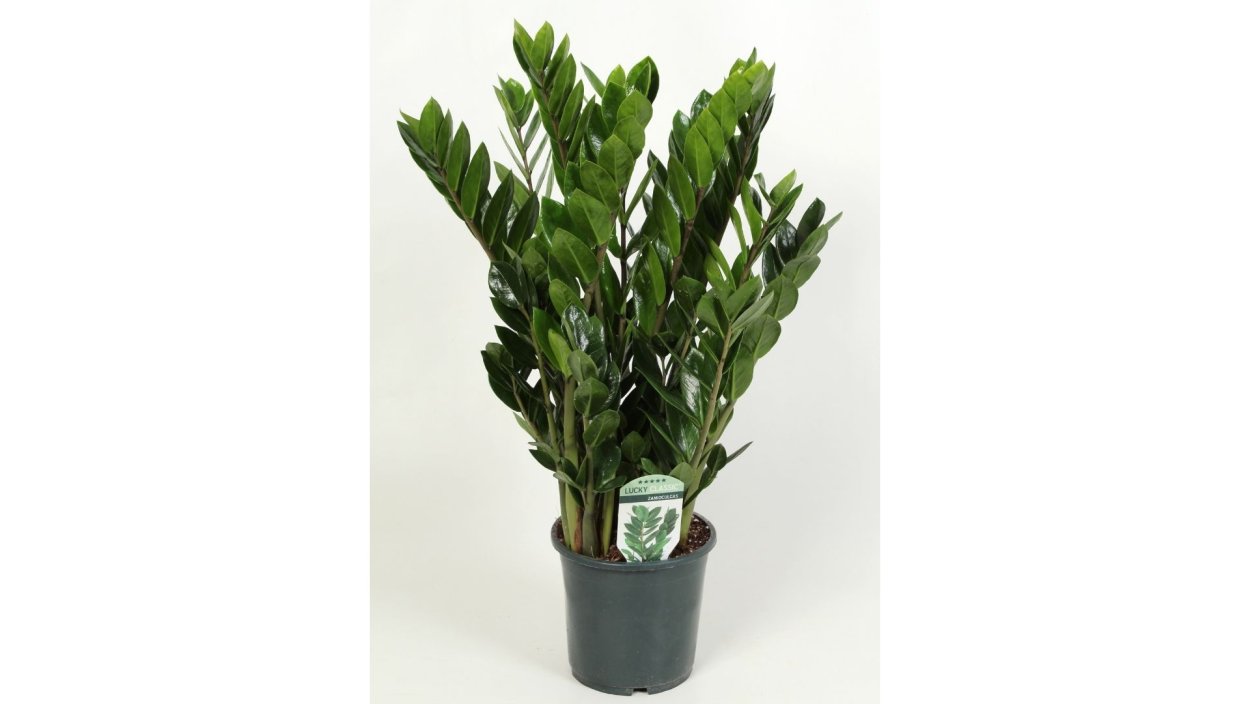 Офисный цветок замиокулькас