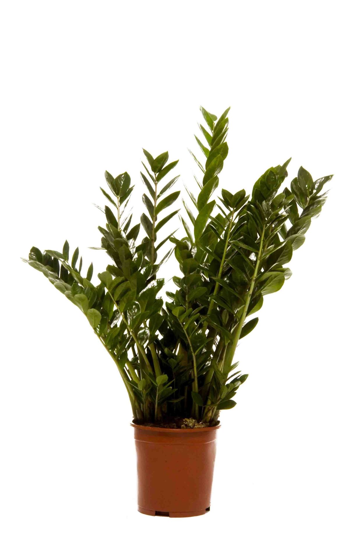 Замиокулькас долларовое дерево ядовит или нет