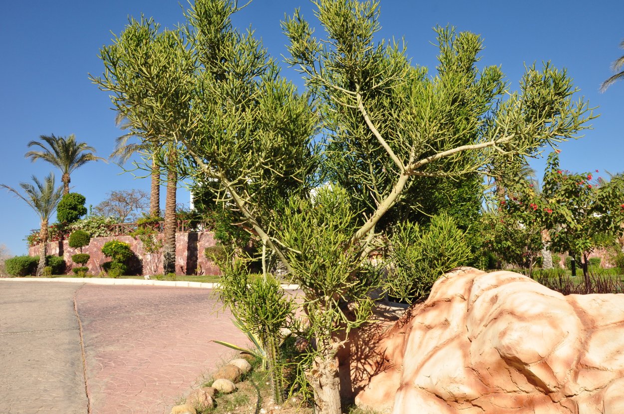 Толстянка в природе дикой