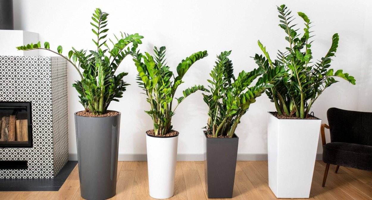 Замиокулькас долларовое дерево