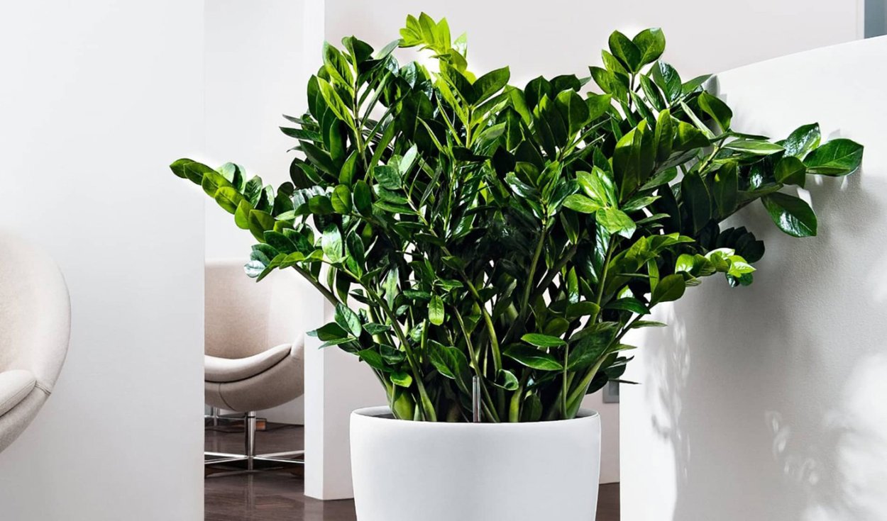 Замиокулькас паспорт растения