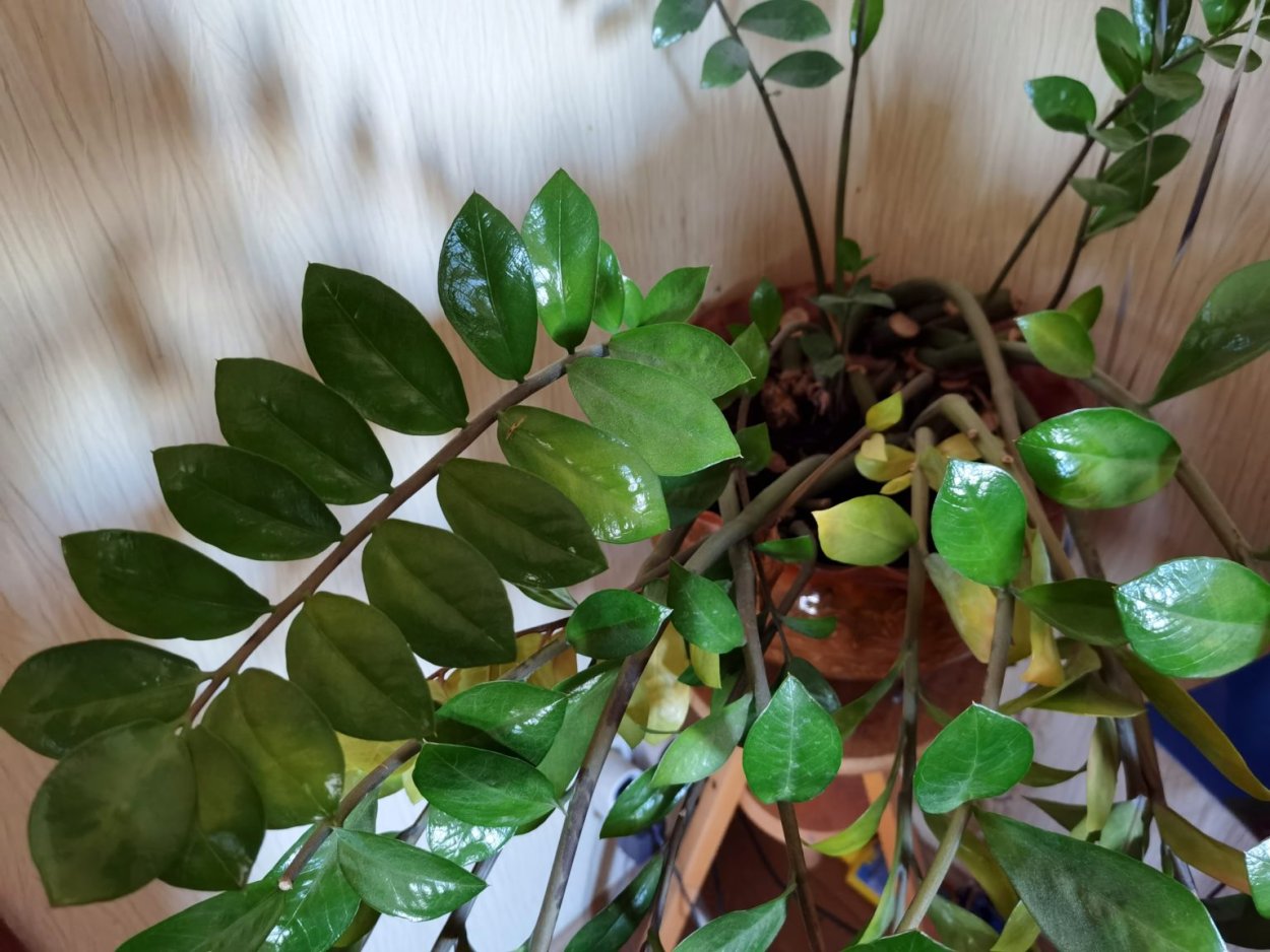 Замиофолия замиокулькас