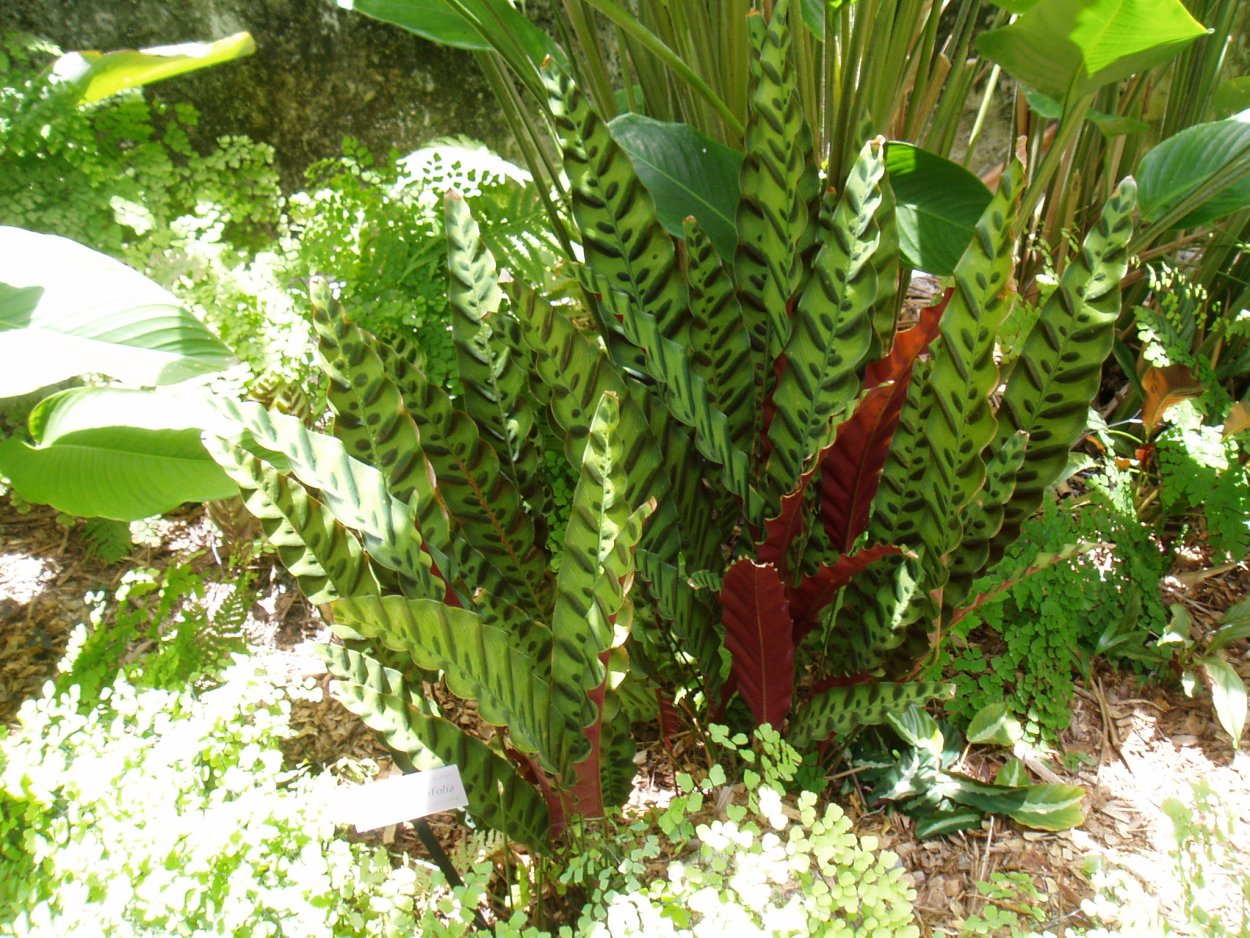 Calathea lancifolia Leaf