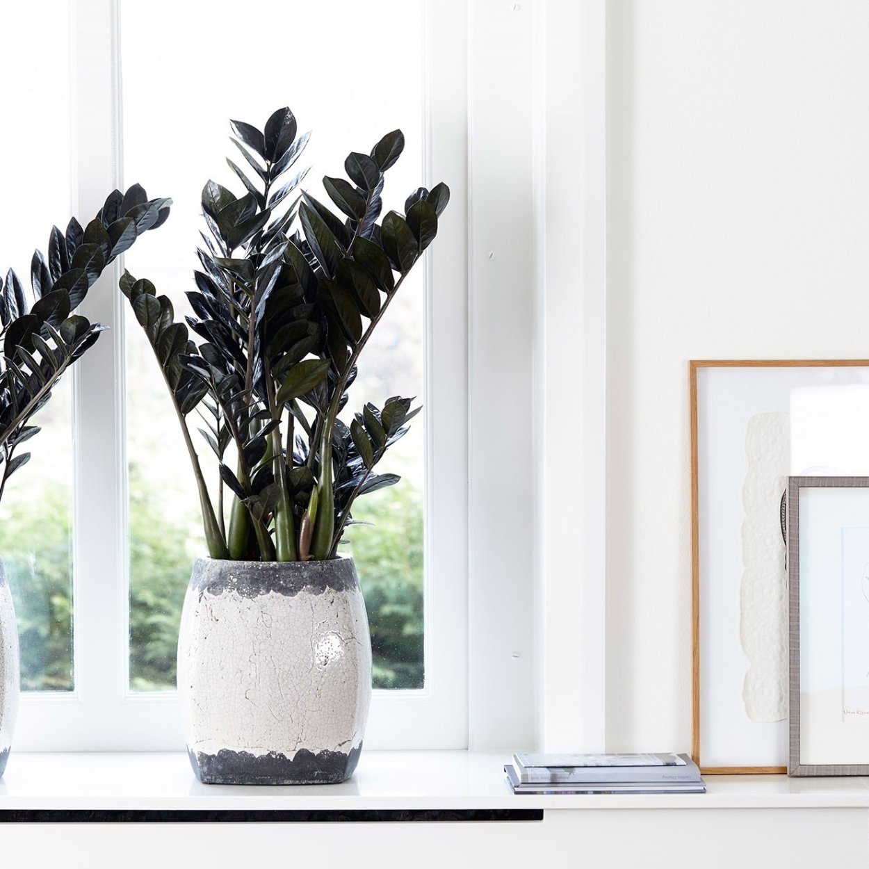 Замиокулькас долларовое дерево