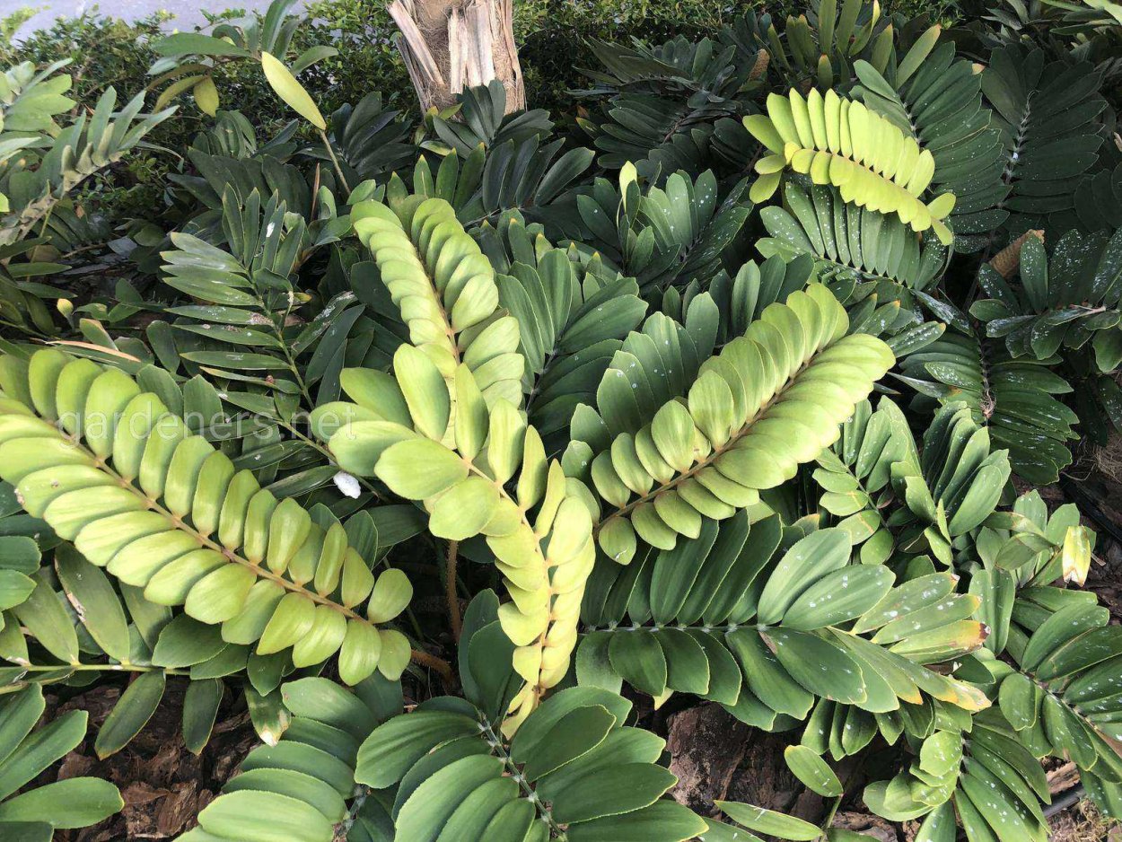 Замия шершавая