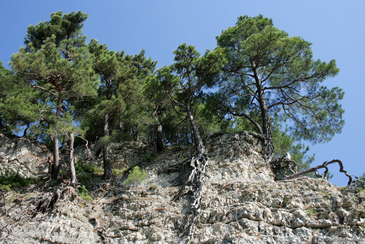Pinus brutia