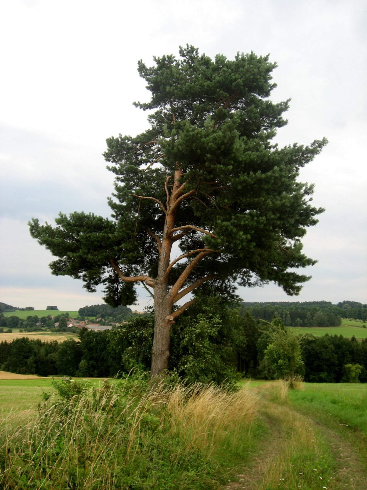 Pinus brutia