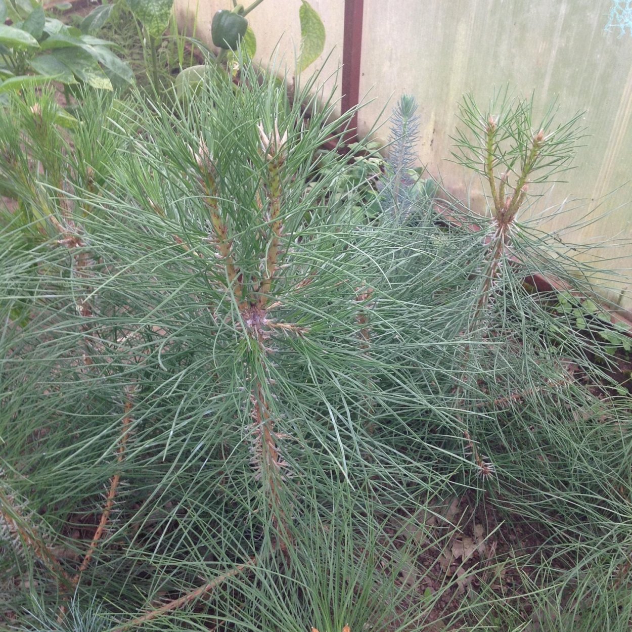 Сосна турецкая калабрийская