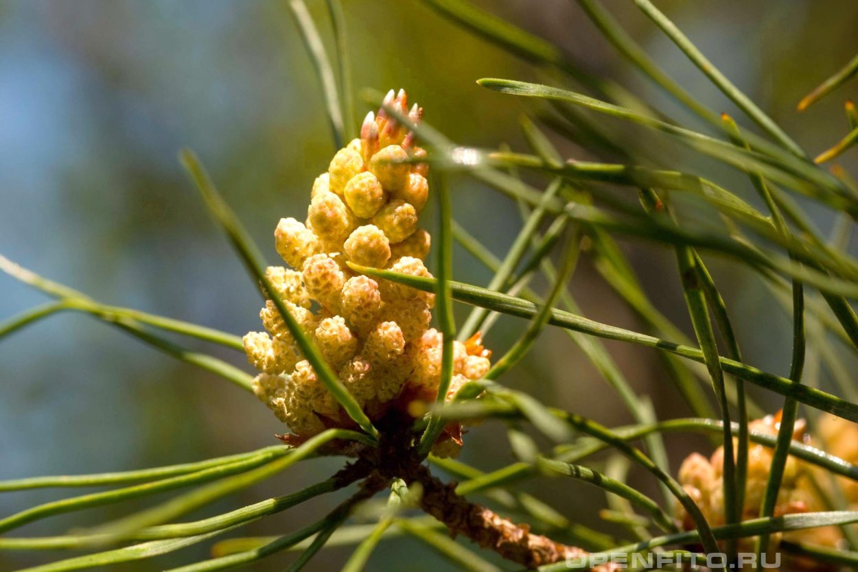 Сосна белокорая Нана
